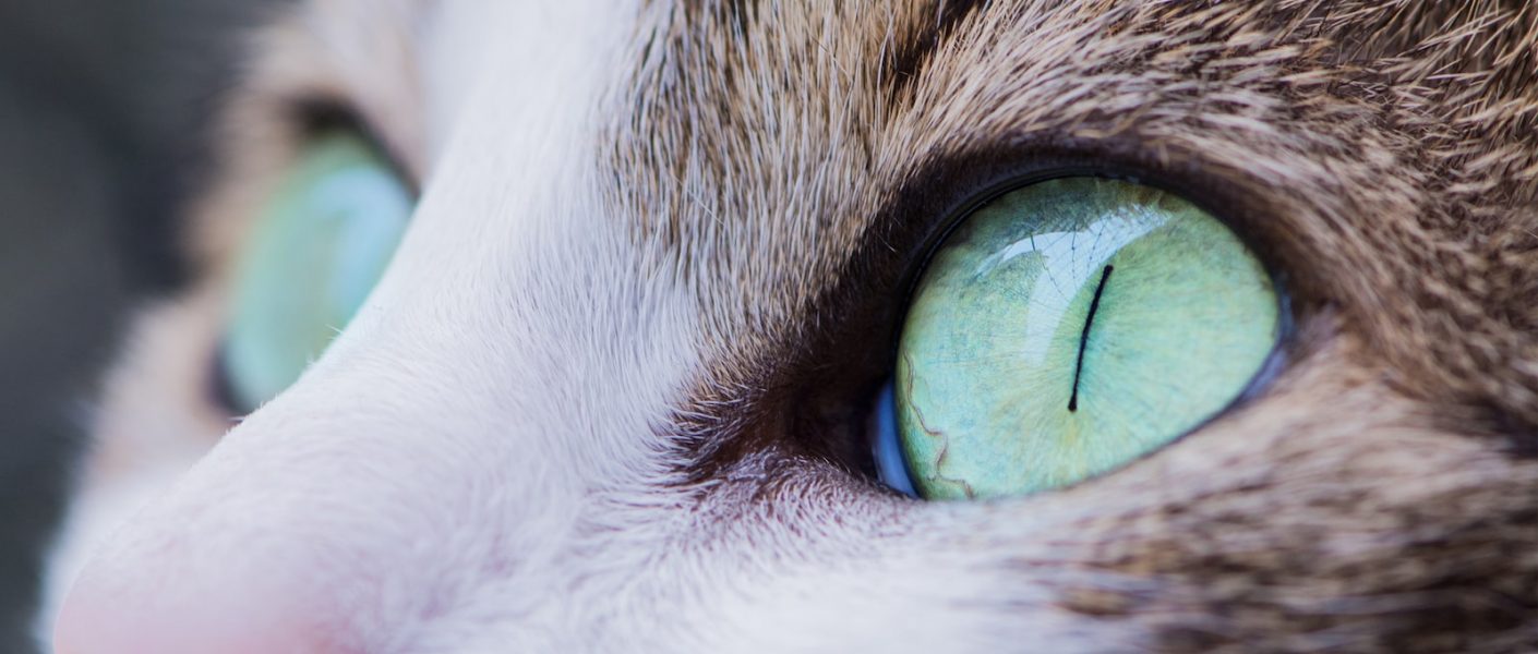 les yeux du chat maladie oculaire