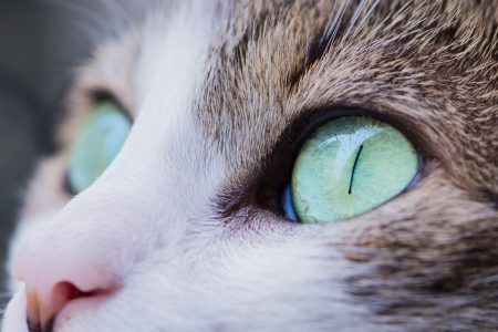 les yeux du chat maladie oculaire
