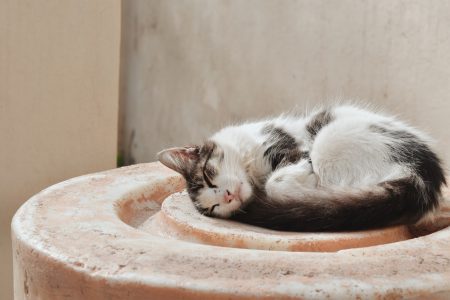 chat dort en boule