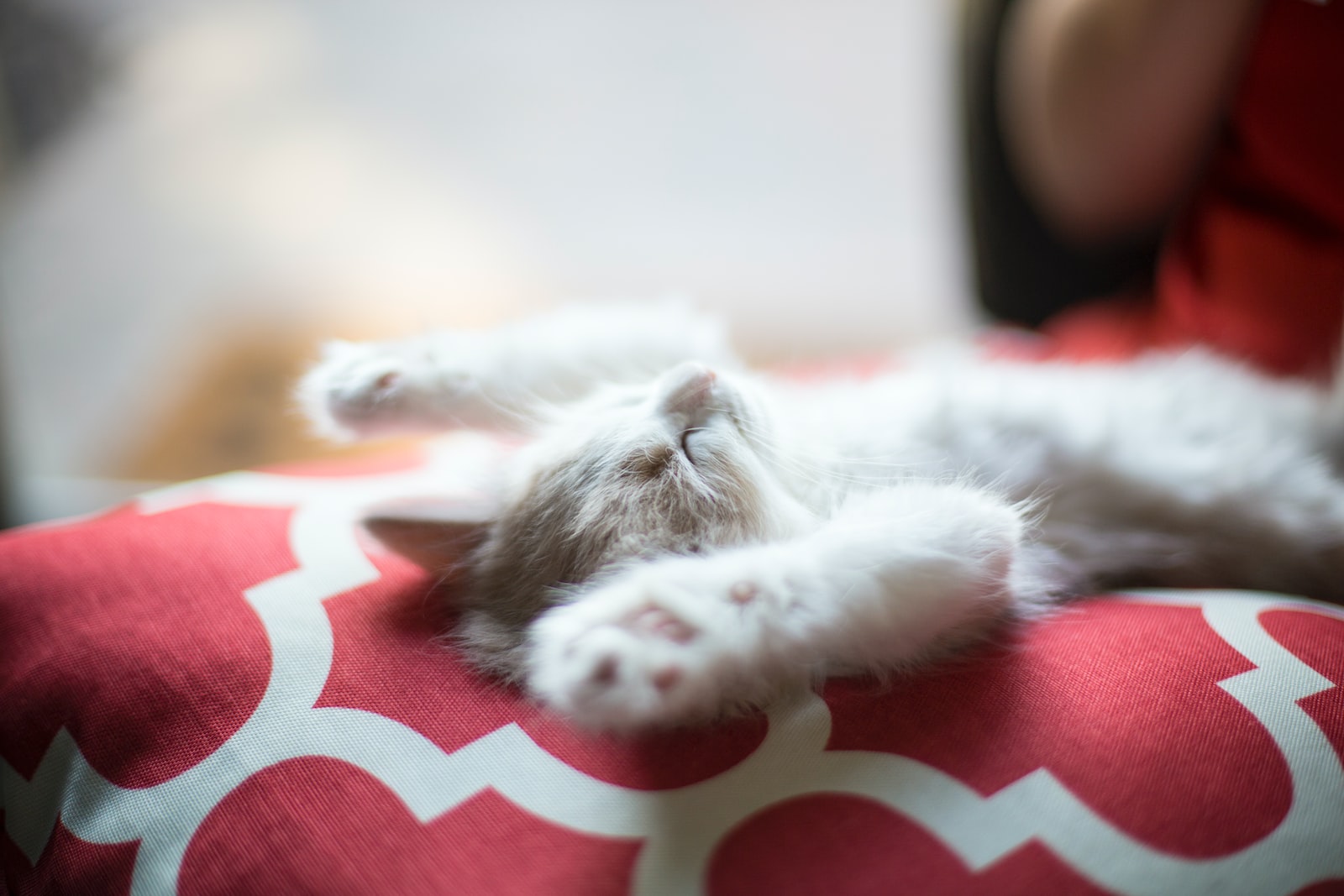 chat heureux, bonheur