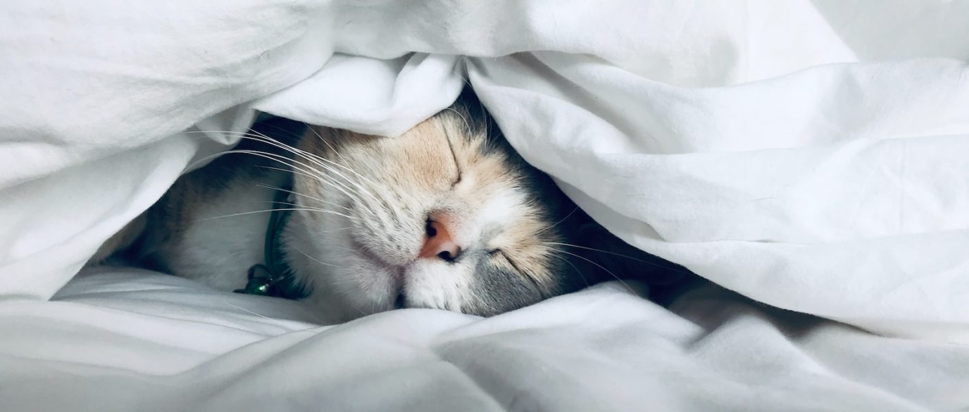 lit pour chat qui dort