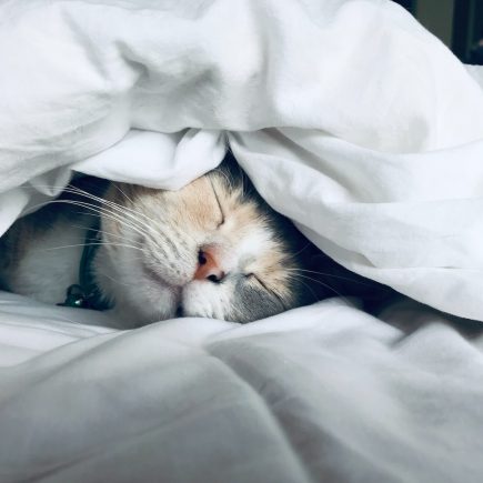 lit pour chat qui dort