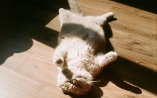 white and brown cat lying on floor