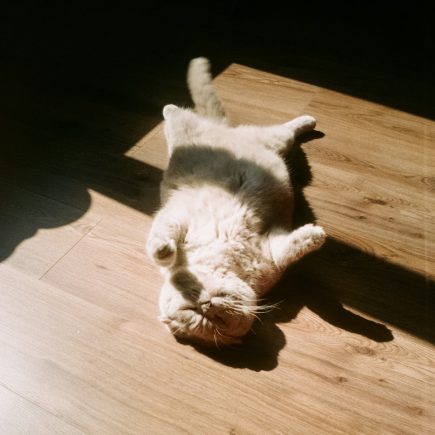white and brown cat lying on floor