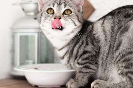 chat qui mange et cache sa nourriture