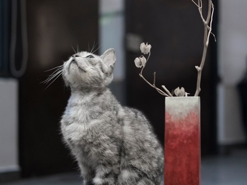 Ural rex : le chat ondulé venu de Russie