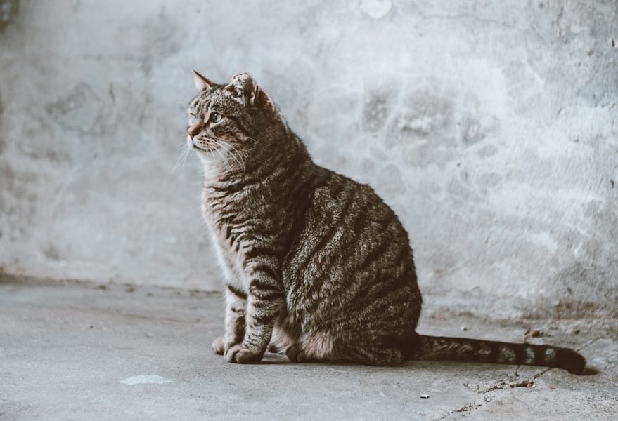 chat Brazilian shorthair